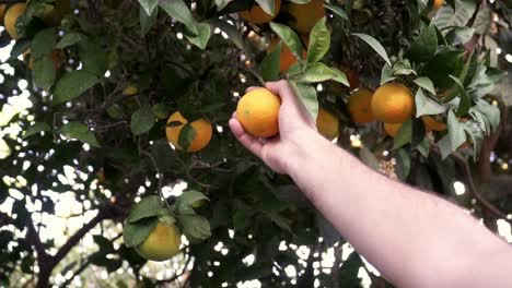 Man-plucking-a-ripe-orange-from-a-laden-tree-in-slow-motion-,-farming-citrus