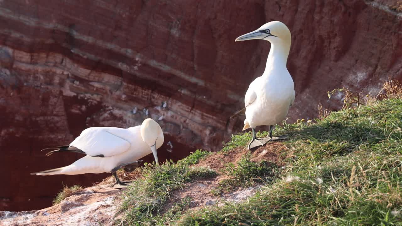 Northern gannets – Morus bassanus - on the red cliffs of the German offshore island of Heligoland, Schleswig Holstein, Germany, Europe