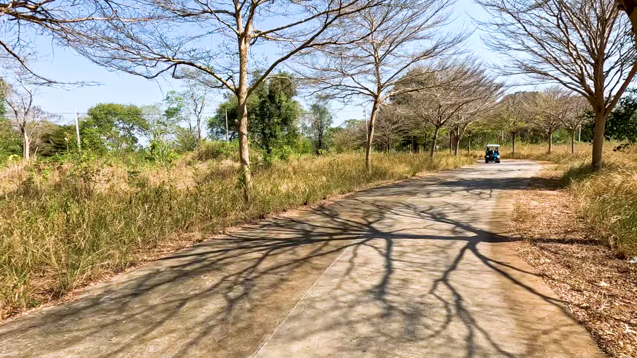 나무 가 둘러싸인 길 을 따라 평화롭게 운전 하는 것