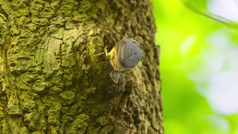 Eurasischer-Kleiber-Füttert-Sein-Küken-In-Einer-Baumhöhle-Im-Wald