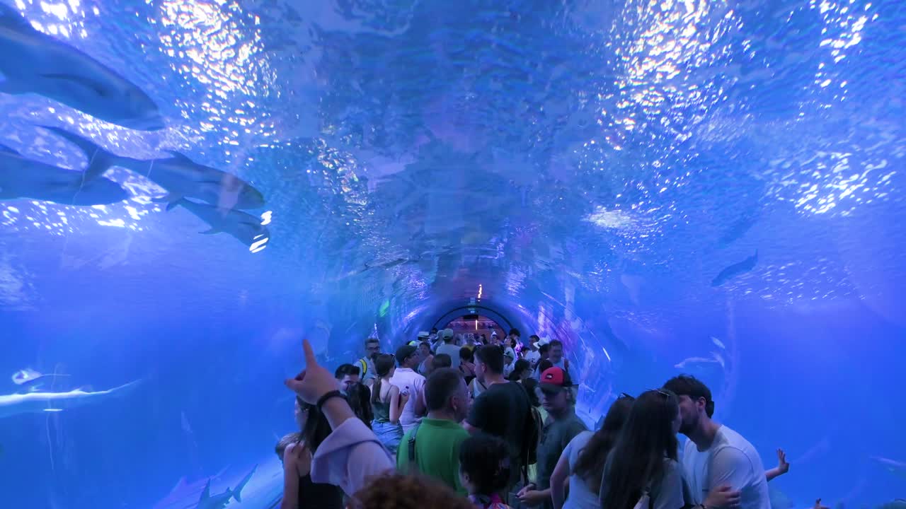 View visitors in the Atlantic and Pacific species tunnel gallery at Oceanografic, Valencia. Discover marine fish, sharks, and turtles in Europe’s largest aquarium in Spain.