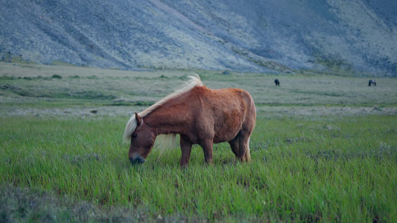 Hest, der spiser græs, på en mark med bjerge i baggrunden på Island