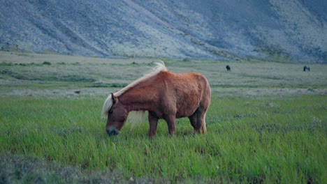 horse eating grass, in field, mountains in background in iceland