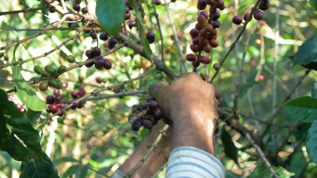un agricultor recoge granos maduros de un cafeto en una plantación en el salvador