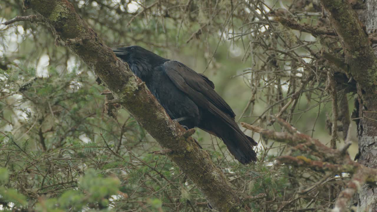 cuervo negro salvaje en la rama del árbol llamando y volando lejos