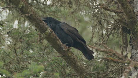 wild black raven on tree branch calling out and flying away