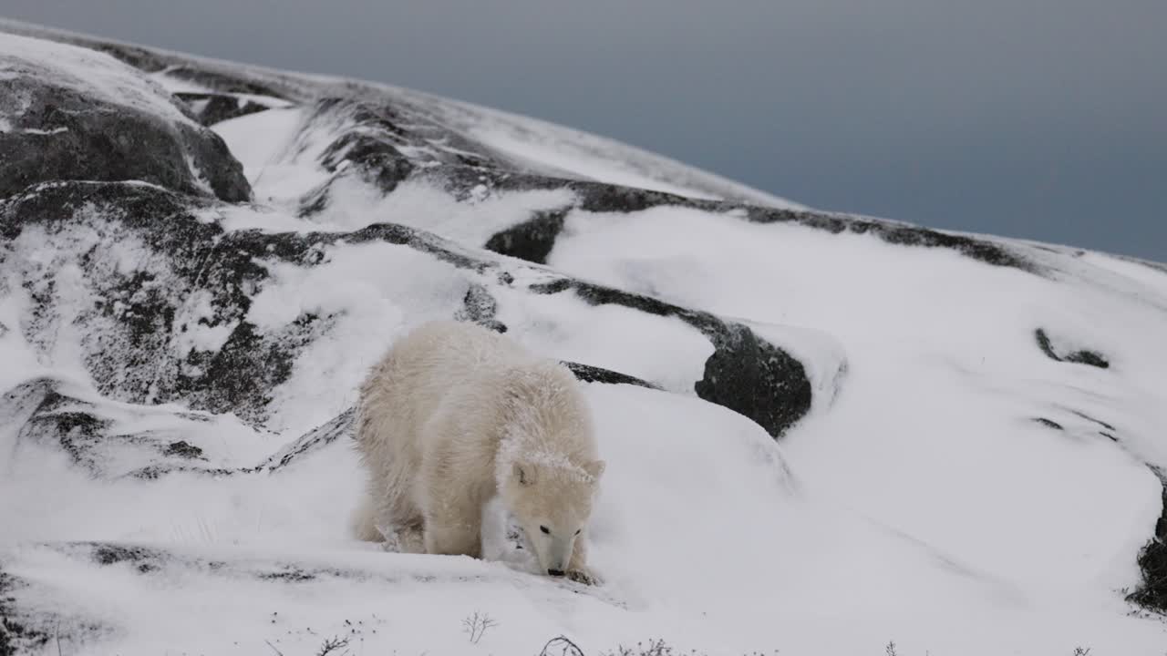 Polar bear walking・Niels.Nielsen・30cm・ Royal