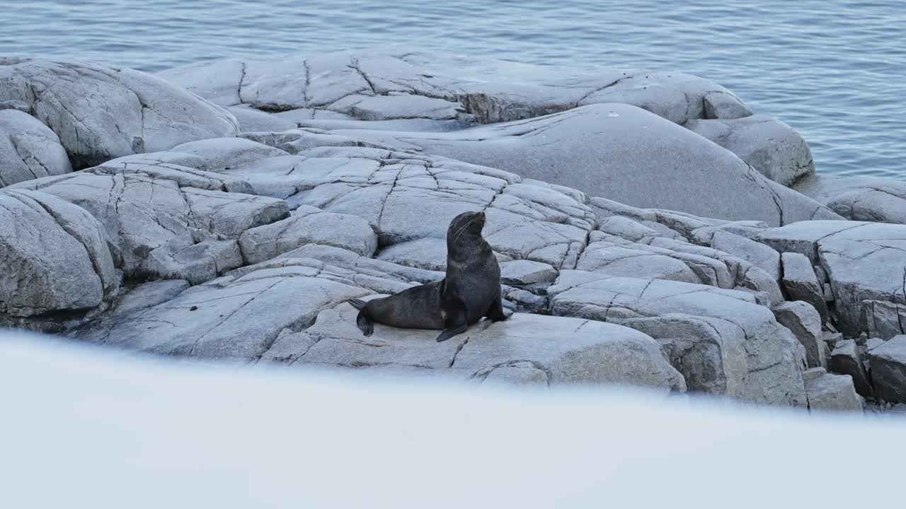 남극의 털 해파리의 야생동물, 대륙의 바위 위에 누워있는 남극 반도의 동물, 거친 풍경 풍경에서 근접 초상화