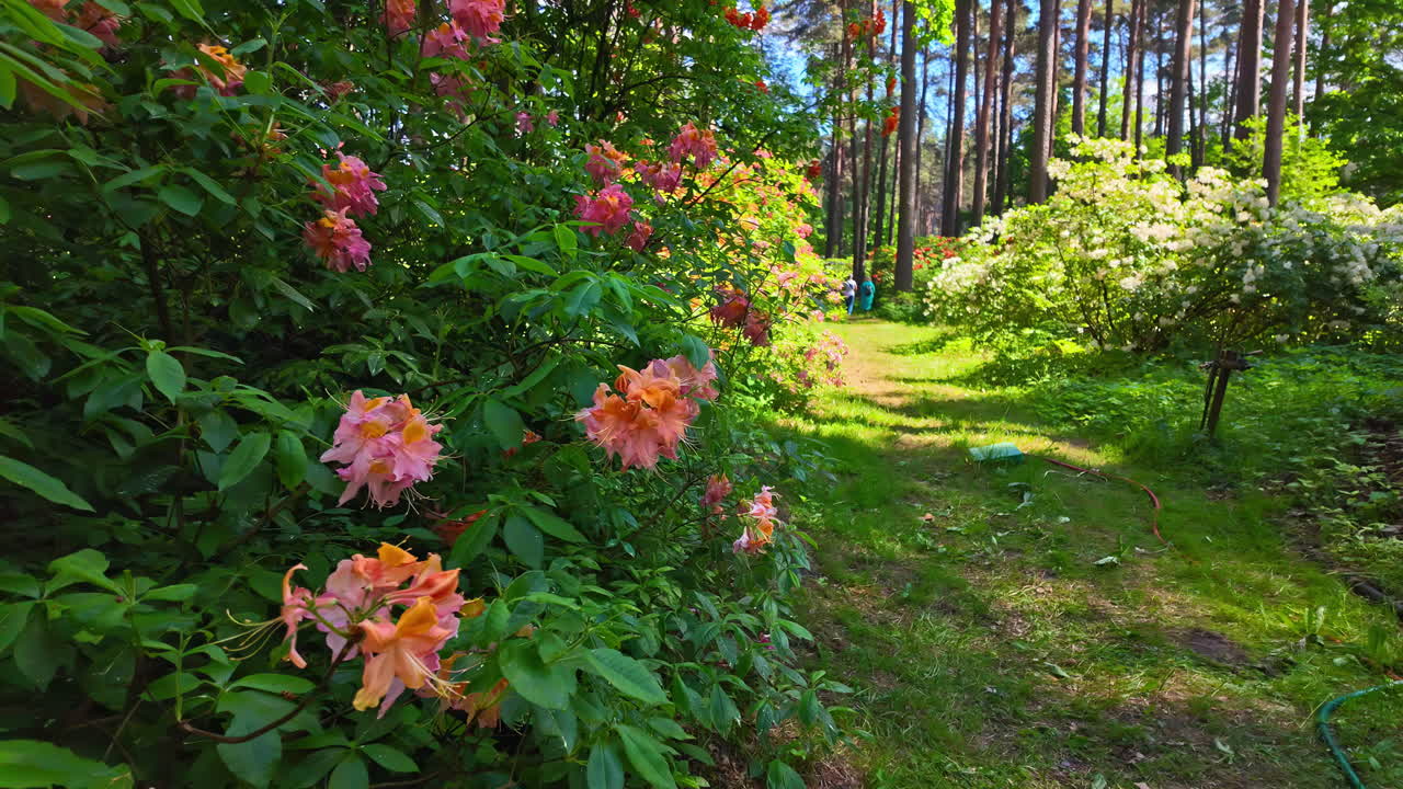 el dron vuela despacio a través de las flores rosadas vintage camino, bosques verdes, bosque caminar pov