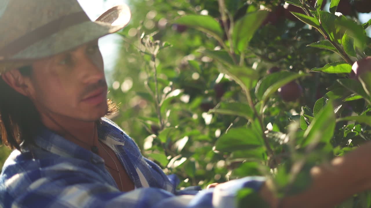 A man harvesting apples in a sunlit orchard