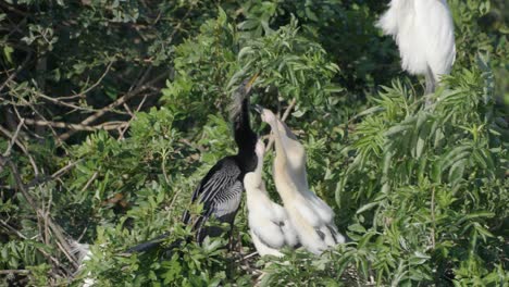 two juvenile birds perched in nest beg for food as parent bird arrives in dense treetop environment