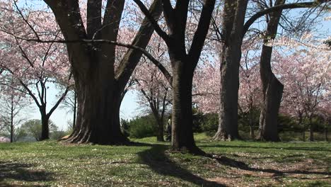 Una-Pareja-Camina-Por-Un-Hermoso-Parque-Lleno-De-Flores-De-Cerezo