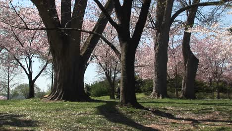 a couple walks through a beautiful park full of cherry blossoms