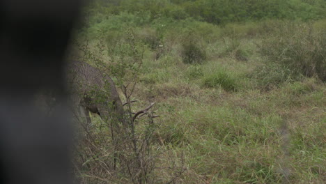 whitetail bucks in texas, usa