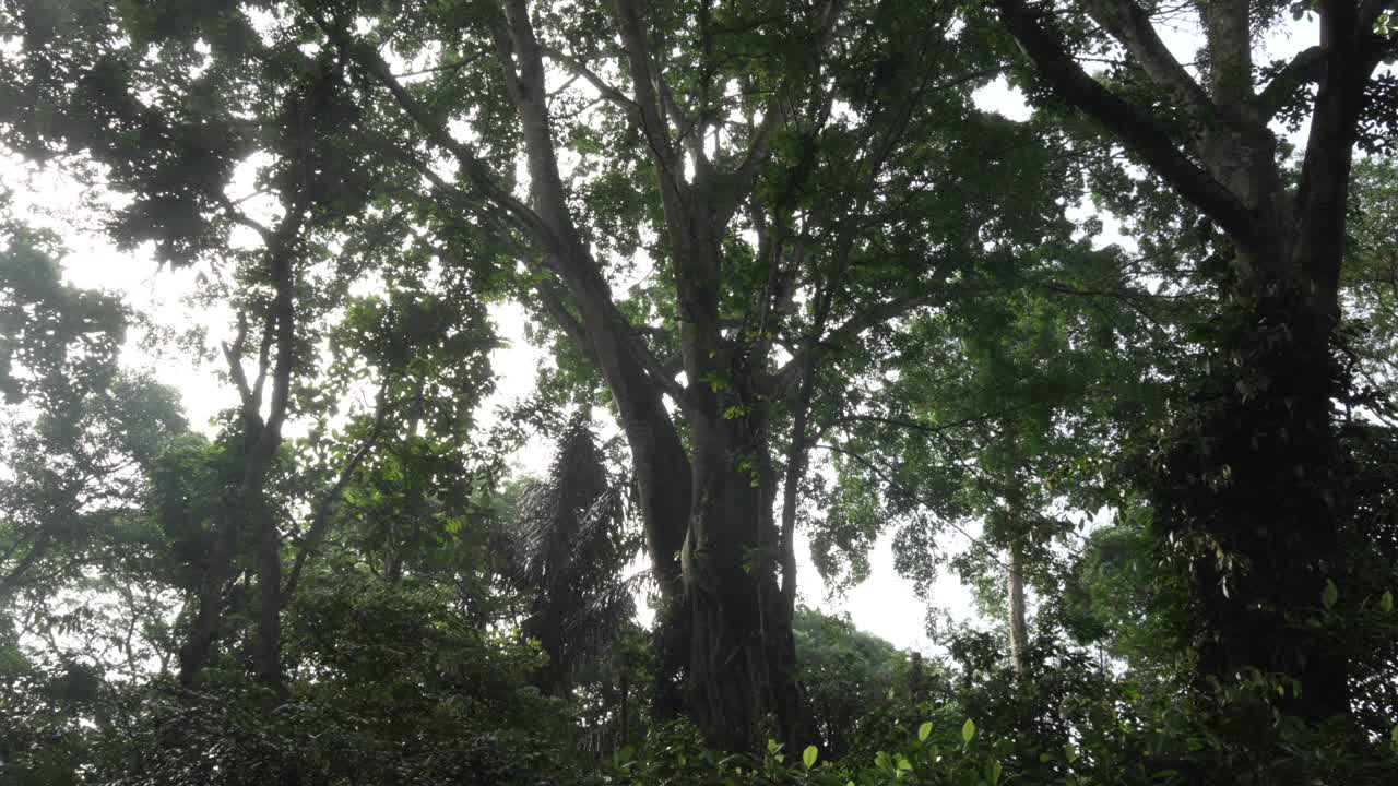 Tall tree in Bali Monkey forest Ubud Indonesia nature green canopy Southeast Asia