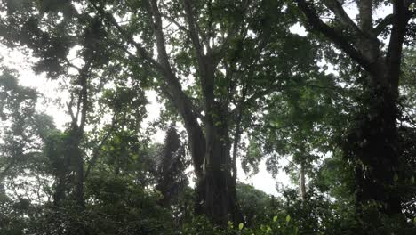 tall tree in bali monkey forest ubud indonesia nature green canopy southeast asia