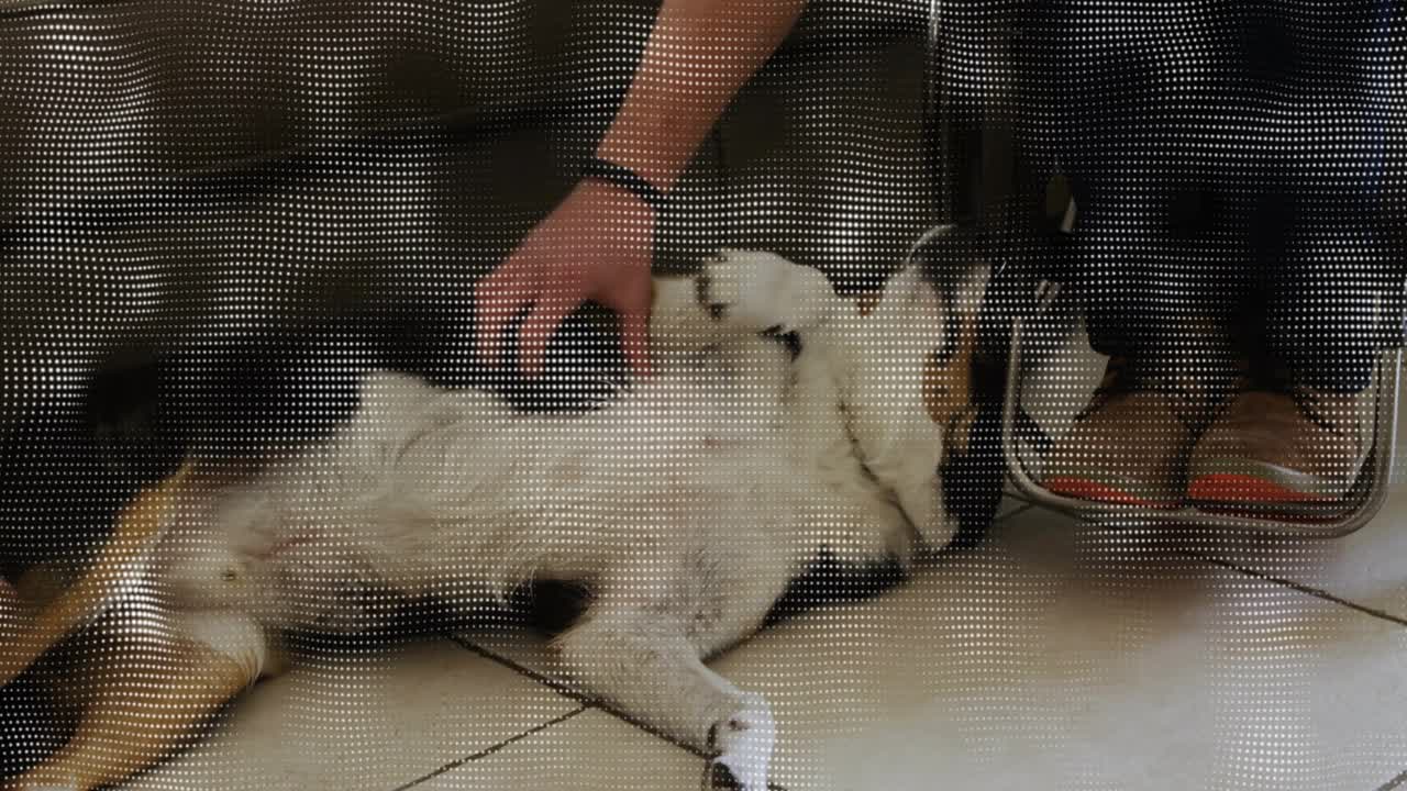 Man sitting in manual wheelchair petting tricolor dog belly and offering treat, promoting pet care