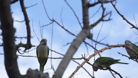 Mönchssittiche-Auf-Einem-Ast-Im-Parc-Güell,-Bacelona,-Spanien