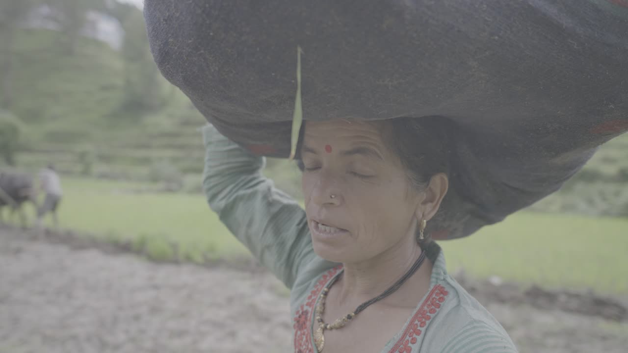 Indian village woman holding bunch of green rice seedlings, close-up of hands and calm face, traditional farming, 4k video