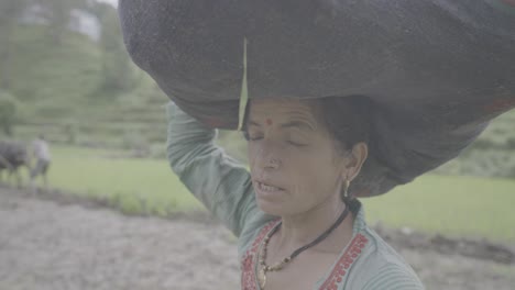 indian village woman holding bunch of green rice seedlings, close-up of hands and calm face, traditional farming, 4k video
