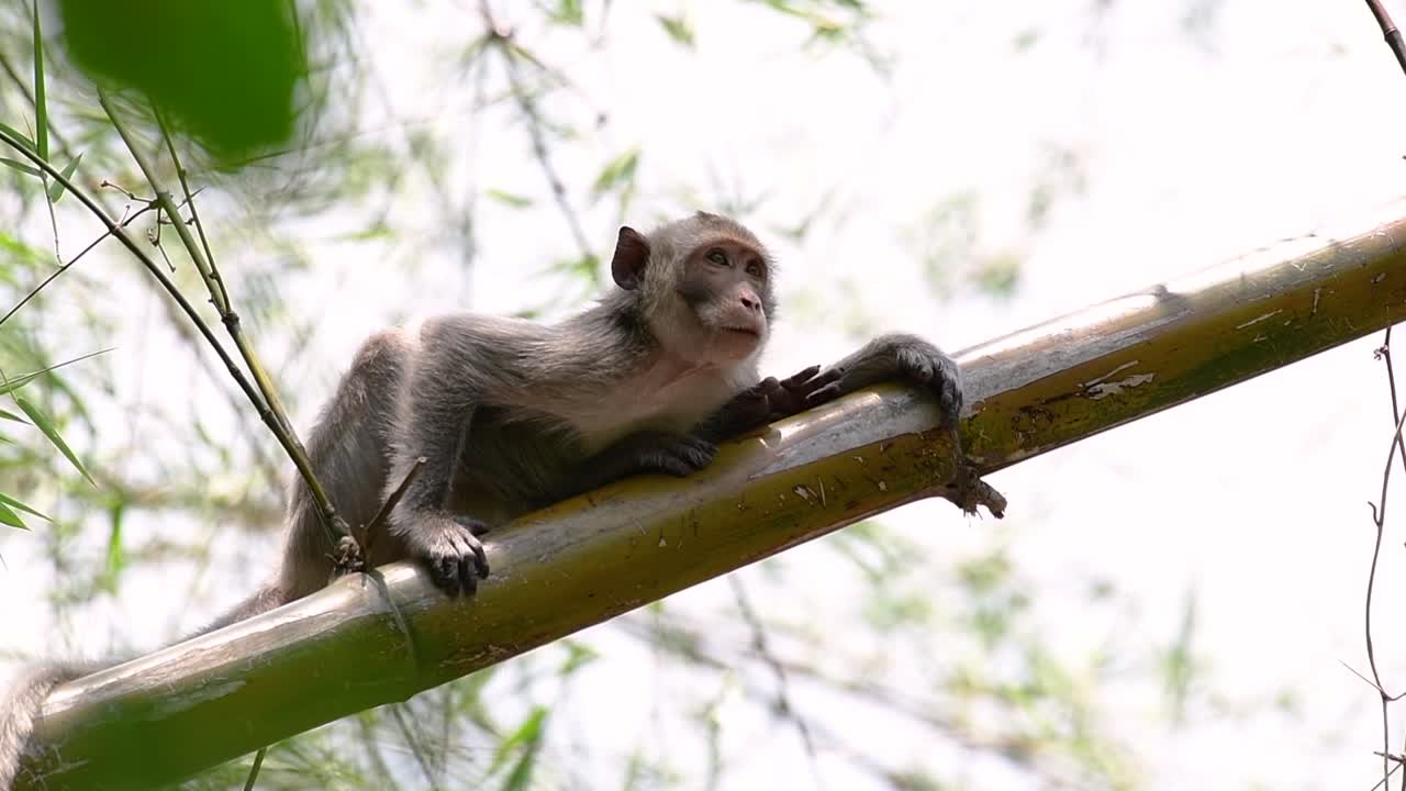 los macacos de cola larga son los monos más fáciles de encontrar en tailandia, ya que están presentes en complejos de templos, parques nacionales e incluso pueblos y ciudades