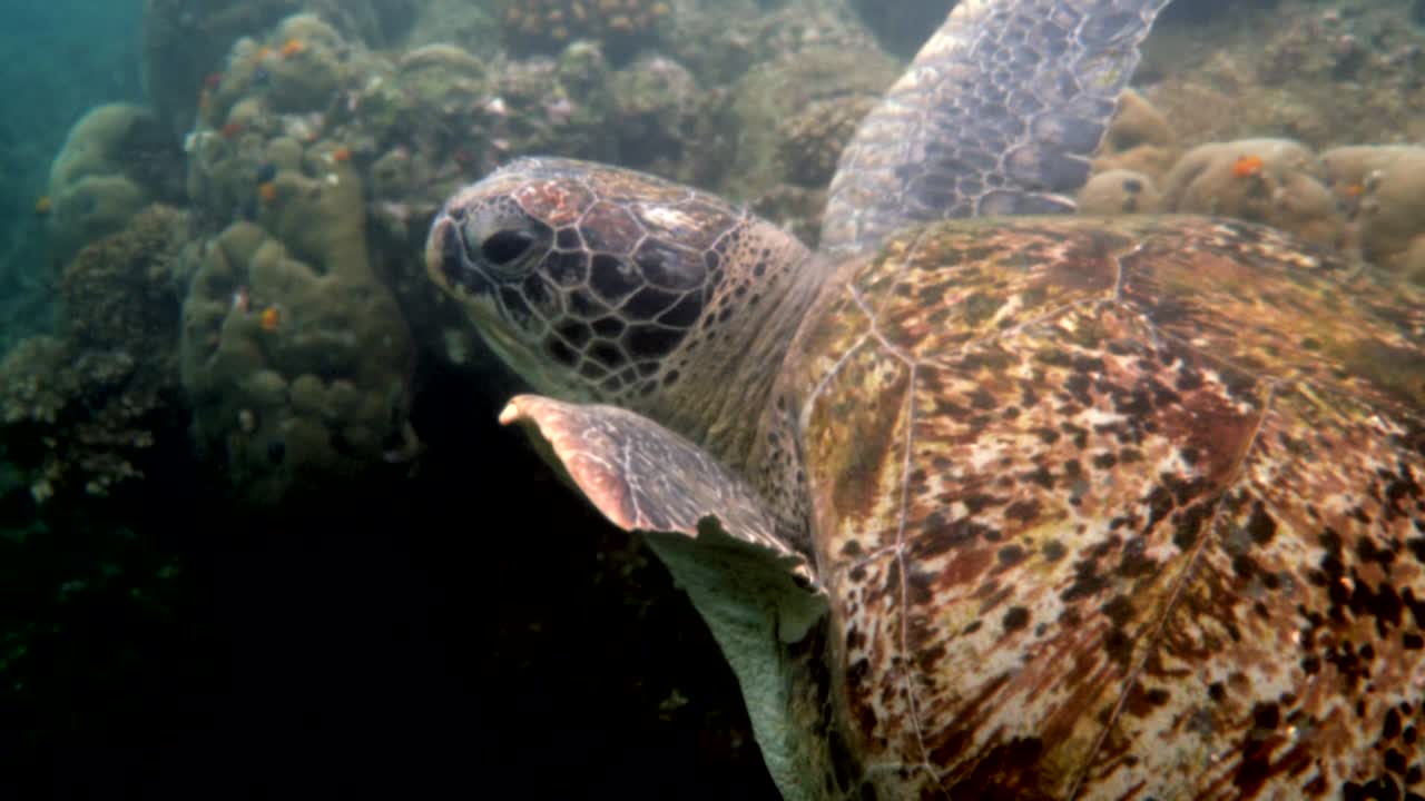Huge female old big sea turtle swimming in deep blue ocean among coral reef. Close up. Ocean wildlife