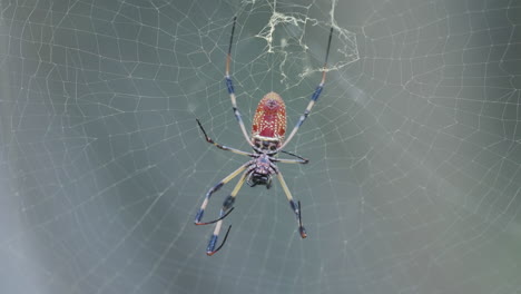 golden silk orb weaver on web