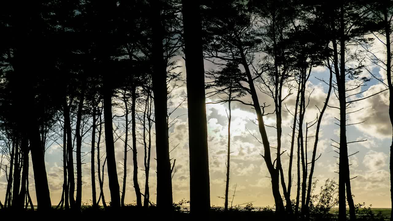 Looped Video of Clouds Rolling Behind Trees in Forest and Sun Shining