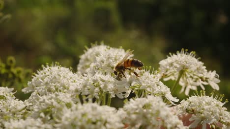 Macro-Primer-Plano-De-Abeja-Melífera-Africanizada-Chupando-Néctar-De-Vernonia-Polysphaera-Flor-Blanca,-Día