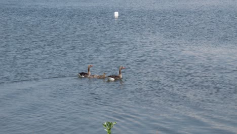 familia de cuatro gansos salvajes en el lago jezioro duże żnińskie en żnin, polonia