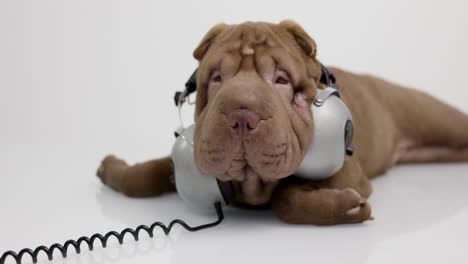 shar pei dog puppy wearing headphones with white background