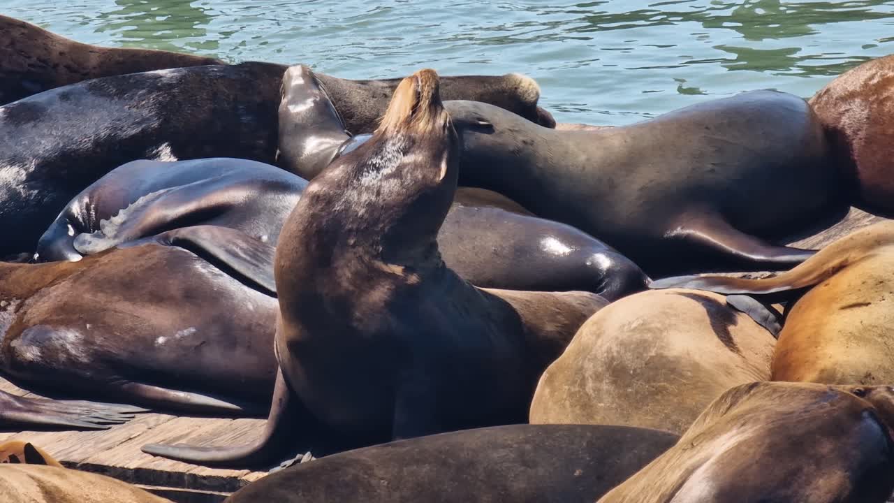 Sea Lions Enjoying in Sun on Platform at Pier 39, San Francisco California USA, Close Up