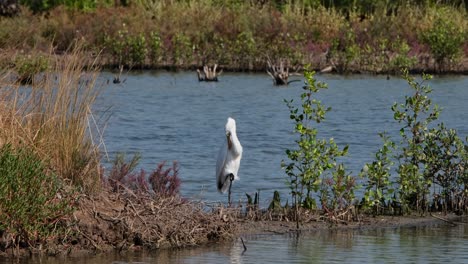 looking towards the camera with its right foot clinched into a fist then preens itself, great egret ardea alba, thailand