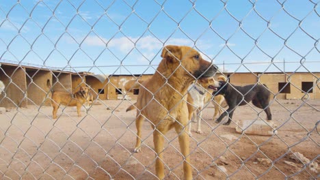 perros sin hogar en un pobre refugio para perros