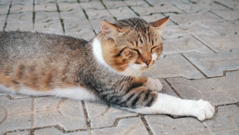 Un-Gato-En-Una-Bodega-En-Sinaia,-Rumania