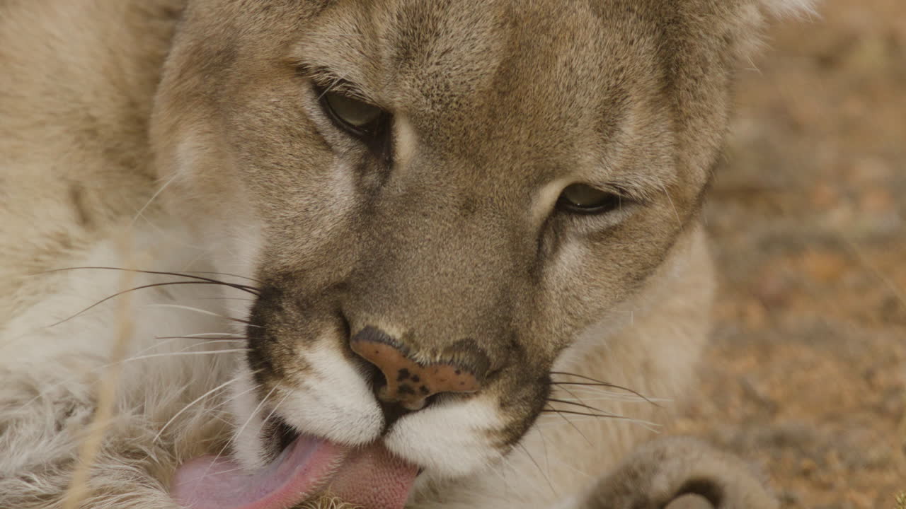 bergleeuw die haar poten schoonmaakt.
