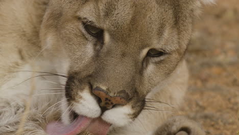 mountain lioness cleaning her paws