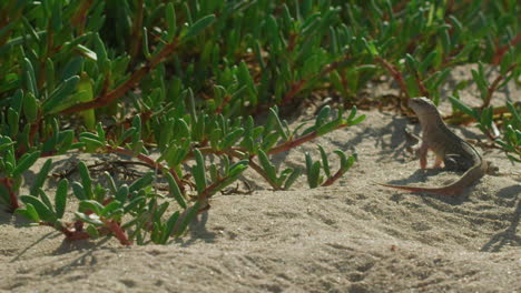 Handaufnahme-Einer-Eidechse,-Die-Am-Strand-Spaziert