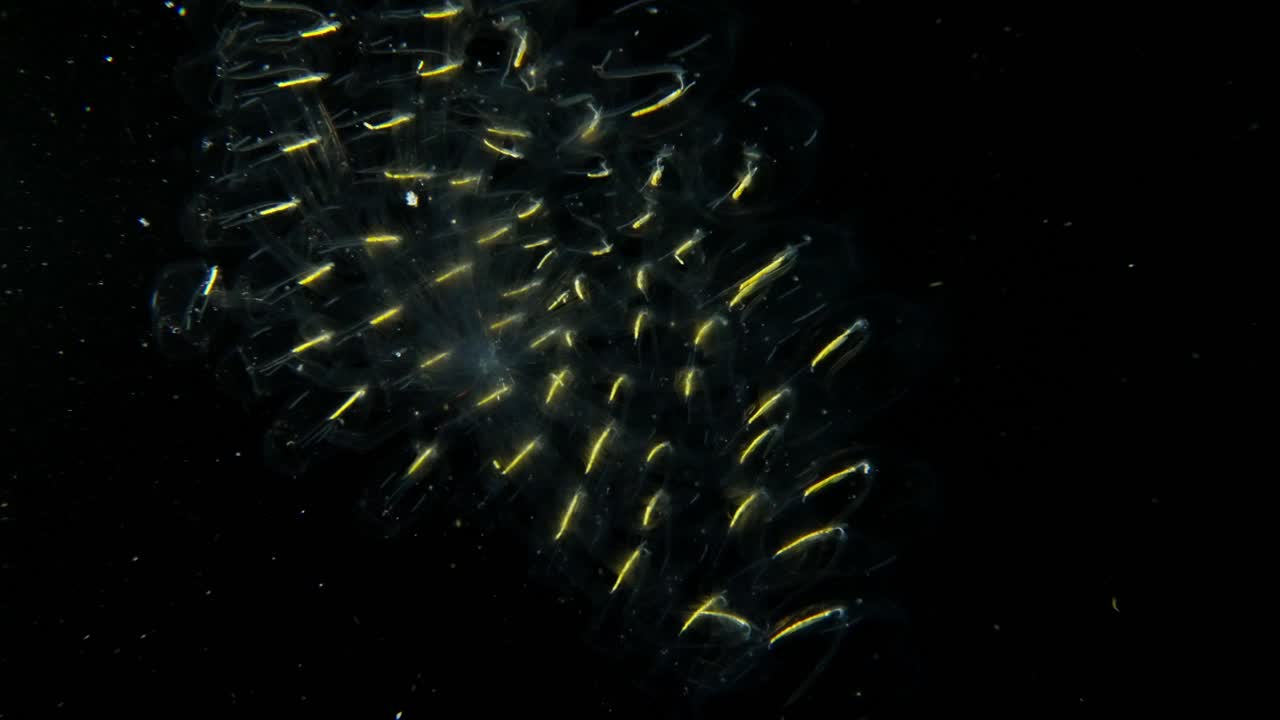 Grande ammasso di salpe Cyclosalpa connesse in un grande anello coloniale