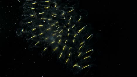 Large-cluster-of-Cyclosalpa-Salps-connected-in-a-large-colonial-ring