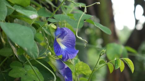 Telang-Blume-Oder-Asiatische-Taubenflügel-Oder-Blaue-Erbsenblume-Oder-Clitoria-Ternatea,-Die-Viele-Vorteile-Für-Den-Menschlichen-Körper-Haben