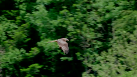slow motion flight of red milan eagle in the air with forest trees in background