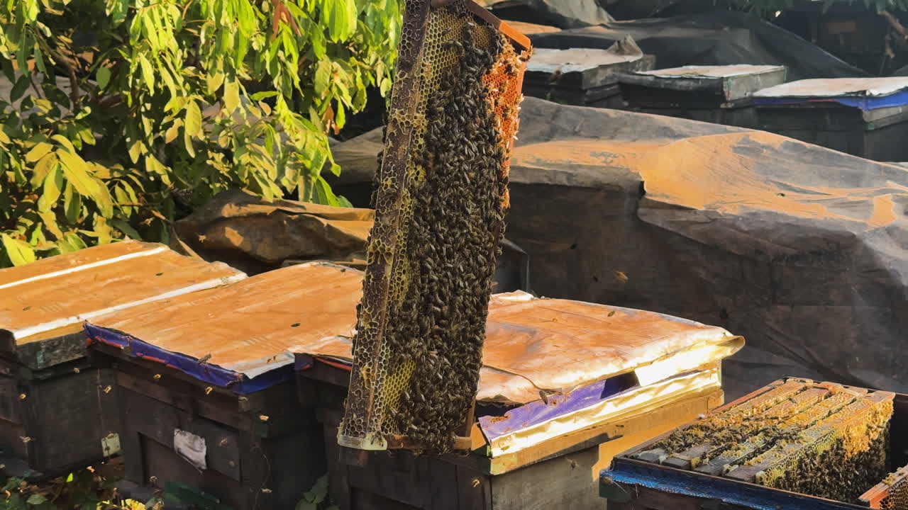 A beekeeper inspects a honeycomb teeming with bees in Mộc Châu, Vietnam. Golden light highlights the buzzing hive, capturing tradition, nature, and local craftsmanship.