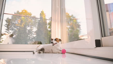 bottom view of a dog catching a ball near a large window lying on the ground