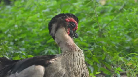 Whistling-duck-relaxing---eyes-