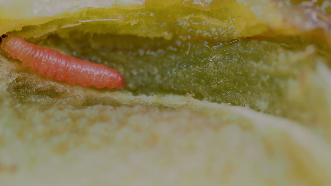 Larva of a Plum Fruit Moth (Grapholita funebrana) moving, extreme close-up