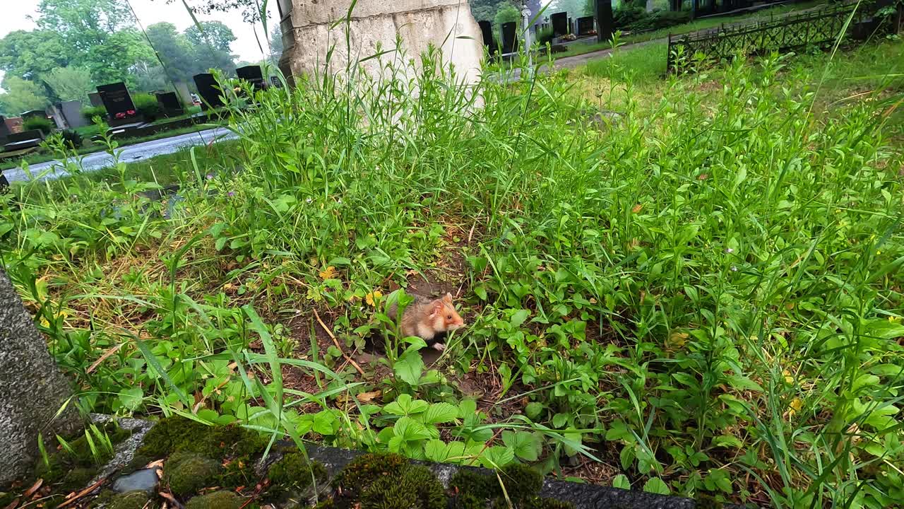 Un criceto scatta fuori dalla tana e si ritira tra l'erba e le erbacce, con una grande arte rupestre dietro e un cimitero distante sullo sfondo, ripreso con una leggera angolazione all'aperto.