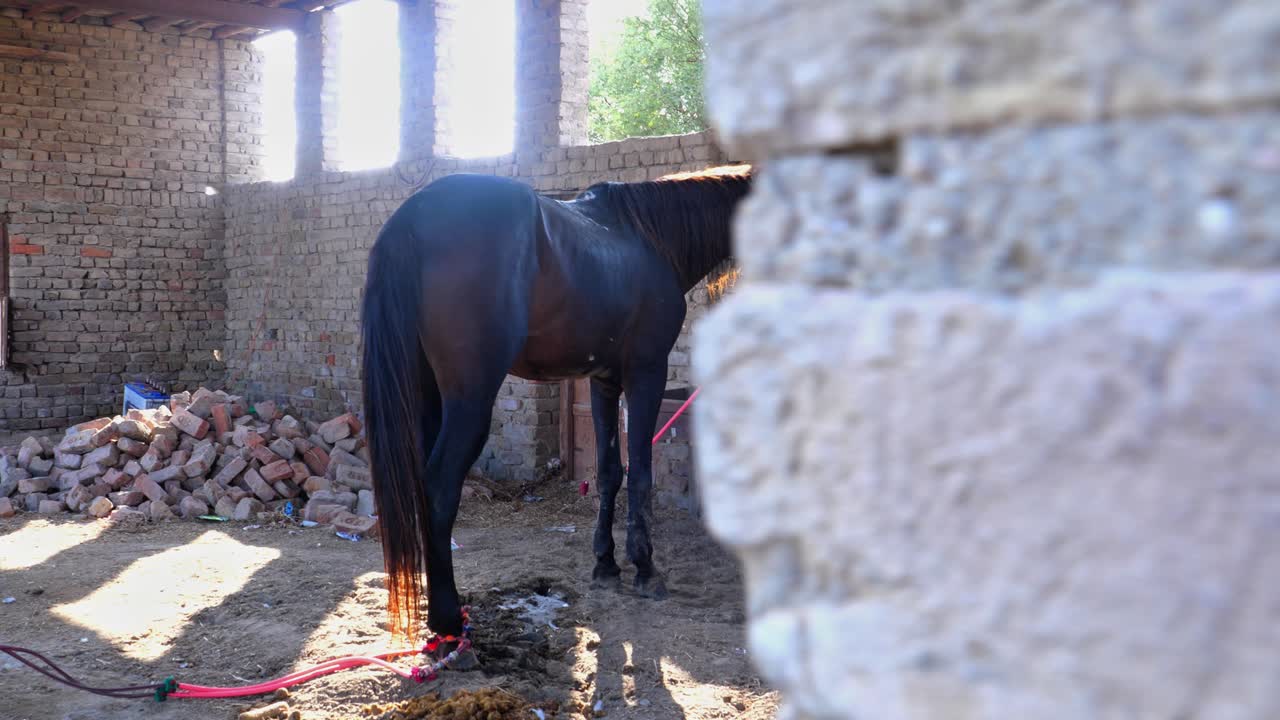 A tied black horse is standing inside a barn at a village in Sukkur, Pakistan
