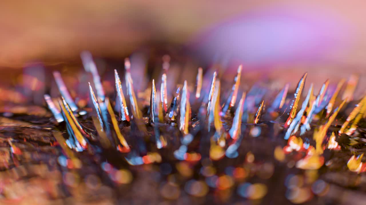 4k 페로 필링 영상