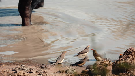 red billed oxpeckers grooming at the watering hole next to cape buffalo